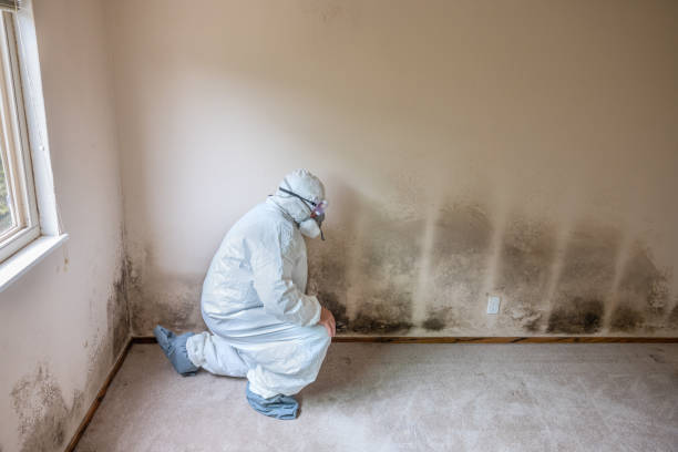 Best Crawl Space Mold Remediation  in Statesboro, GA